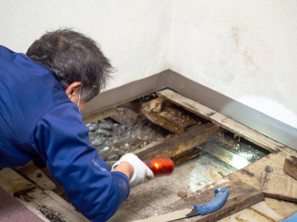 Best Home Mold Removal  in Brookshire, TX