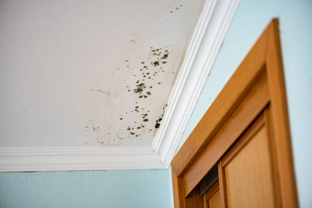 Best Attic Mold Removal  in Brookshire, TX