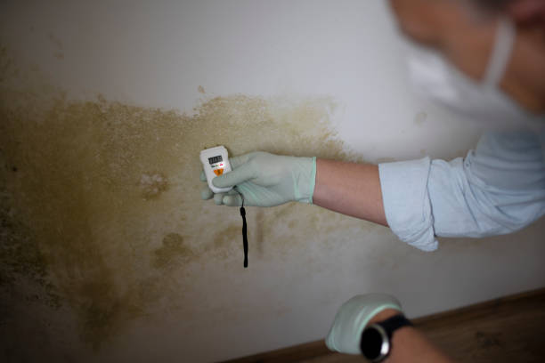 Brookshire, TX Mold Removal Company