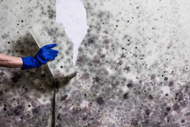 Best Affordable Mold Removal  in Brookshire, TX