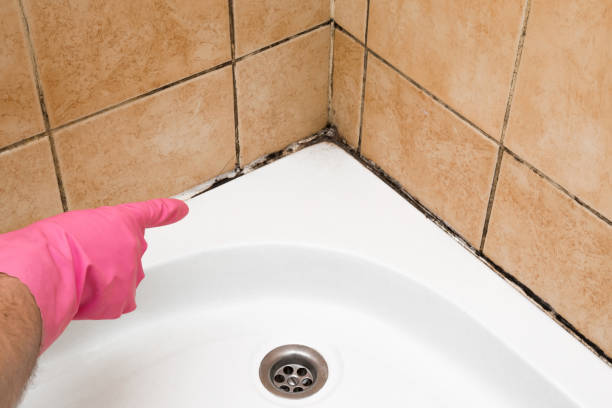 Best Toxic Mold Removal  in Brookshire, TX